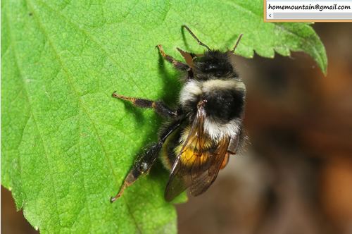 Far Eastern Bumble Bee