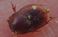 Caccobius ferrugineus