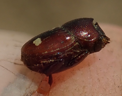 Caccobius ferrugineus