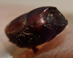 Caccobius ferrugineus