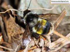 Bombus ganjsuensis