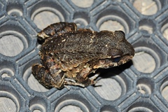 Leptodactylus myersi
