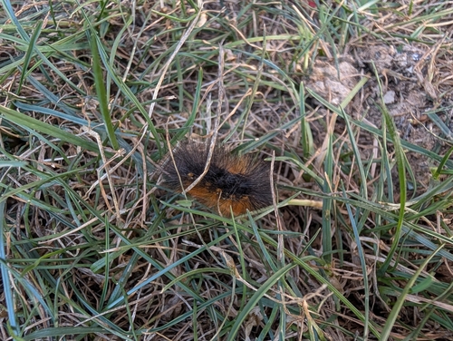 Salt Marsh Moth