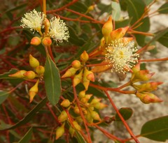 Eucalyptus socialis