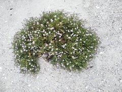 Cakile maritima euxina