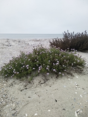 Cakile maritima euxina