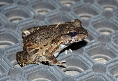 Leptodactylus myersi