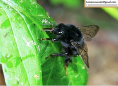 Bombus ignitus