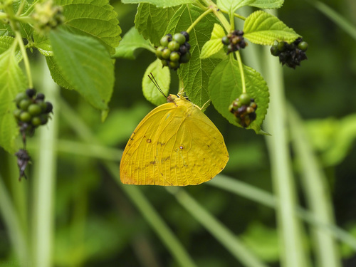 Orange Emigrant