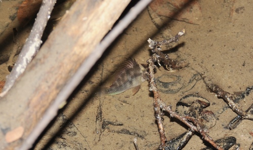 Guianacara cichlid (Guianacara owroewefi) — Cichlidae