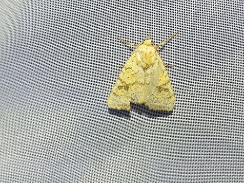 Xanthie sulphurée (La)