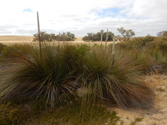 Xanthorrhoea caespitosa