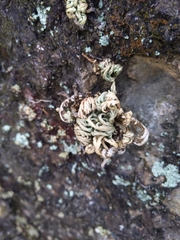 Selaginella tamariscina