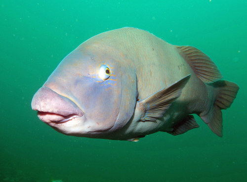 Eastern Blue Groper, photo 7 of 9