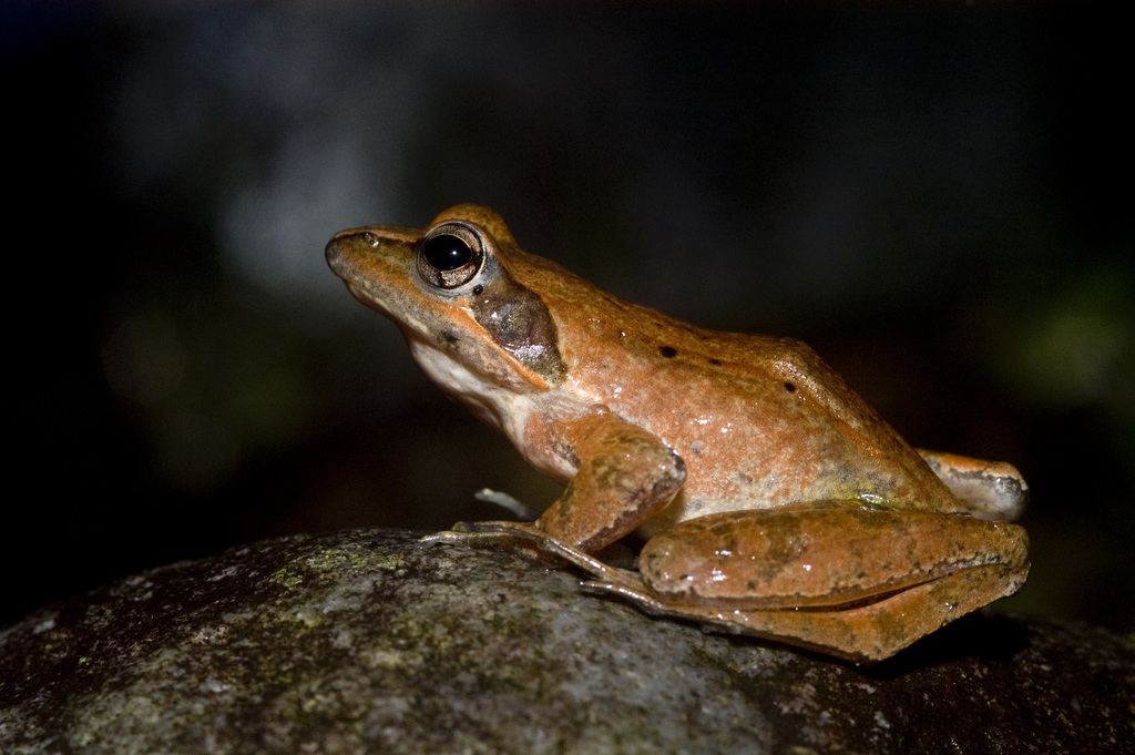 Kanshirei Village Frog