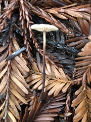 Mycetinis copelandii