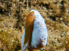 Cochleoceps orientalis