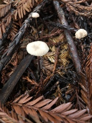 Mycetinis copelandii