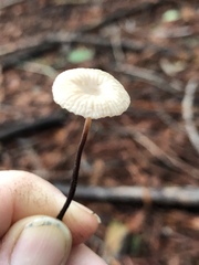 Mycetinis copelandii