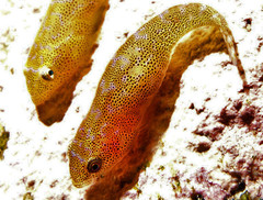 Cochleoceps orientalis