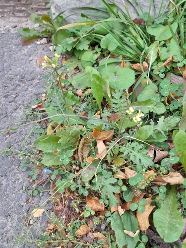 Hairy Rocket