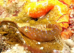 Cochleoceps orientalis