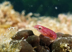 Cochleoceps orientalis