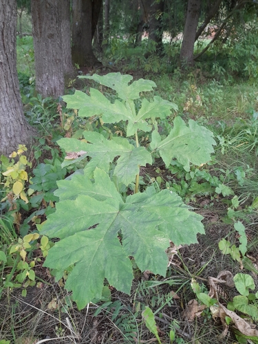Sosnowsky's hogweed