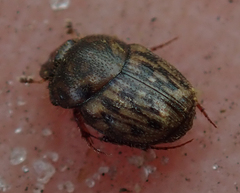 Onthophagus variegatus