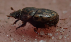 Onthophagus variegatus