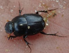 Euonthophagus carbonarius