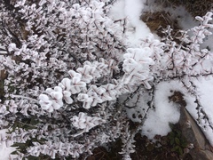 Berberis morrisonensis