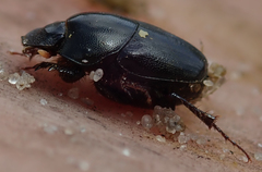 Euonthophagus carbonarius