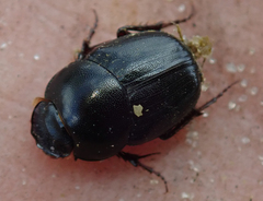 Euonthophagus carbonarius