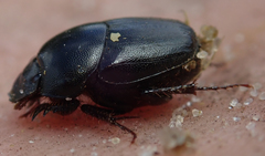 Euonthophagus carbonarius