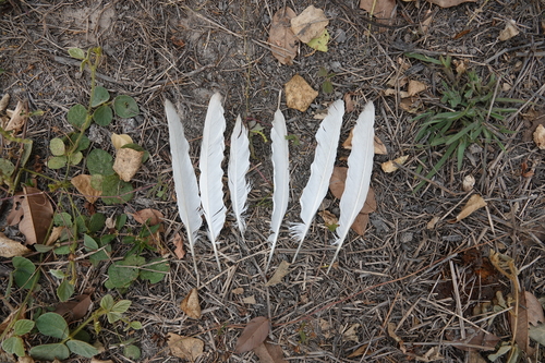 Plume de Héron garde-bœufs