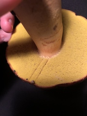 Aureoboletus citriniporus