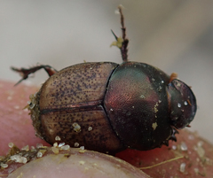 Onthophagus plebejus