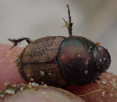 Onthophagus plebejus