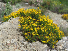 Hypericum empetrifolium