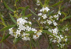 Myoporum platycarpum