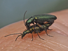 Chrysanthia flavipes