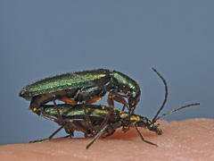 Chrysanthia flavipes