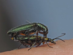 Chrysanthia flavipes