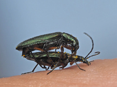 Chrysanthia flavipes