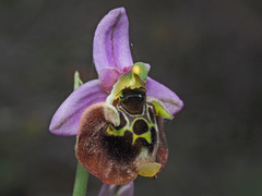 Ophrys fuciflora maxima