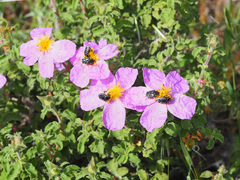 Cistus creticus creticus