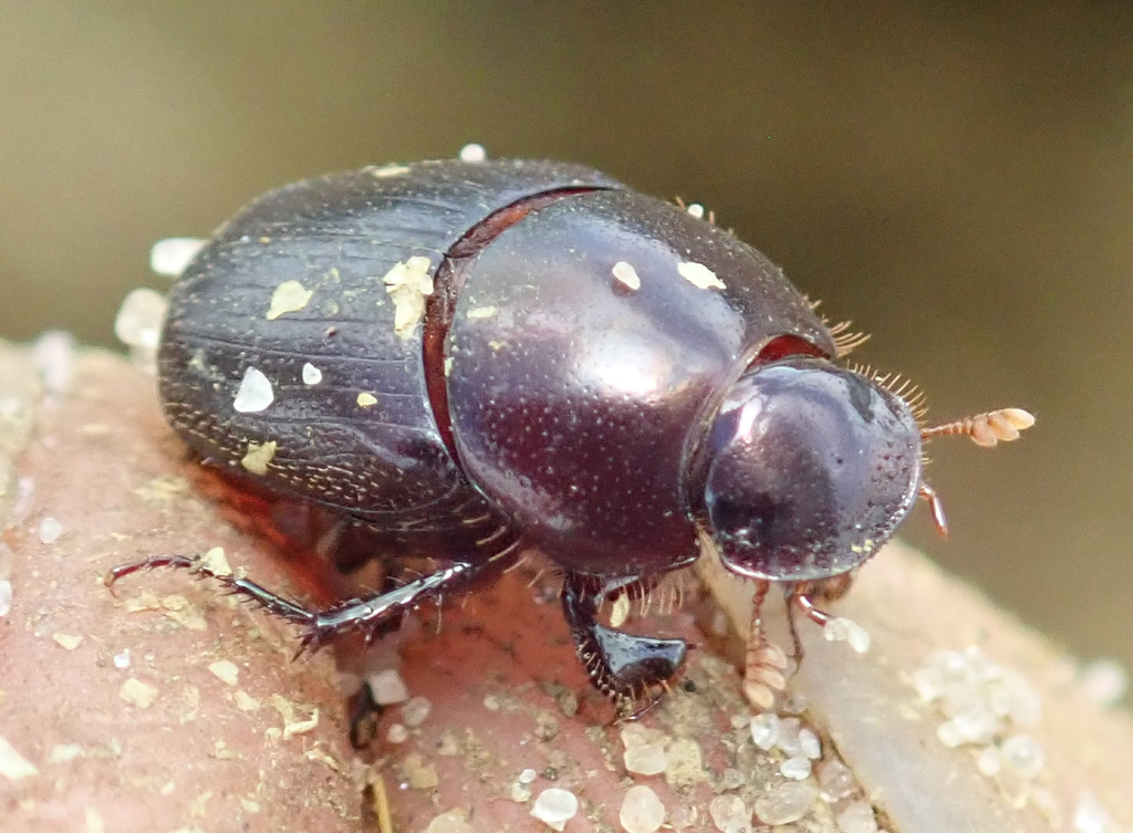 Mimonthophagus
