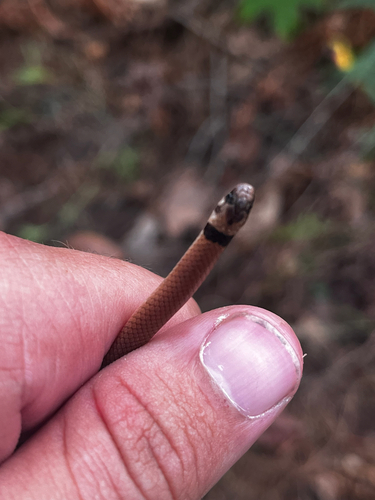 Southeastern Crowned Snake, Tantilla coronata