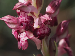 Anacamptis coriophora fragrans